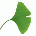 Ginkgo biloba