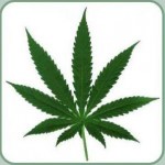 Marijuana1-150x150