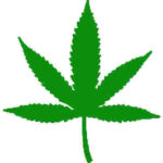 marijuana leaf