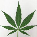 marijuana_leaf