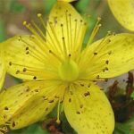 st-johns-wort